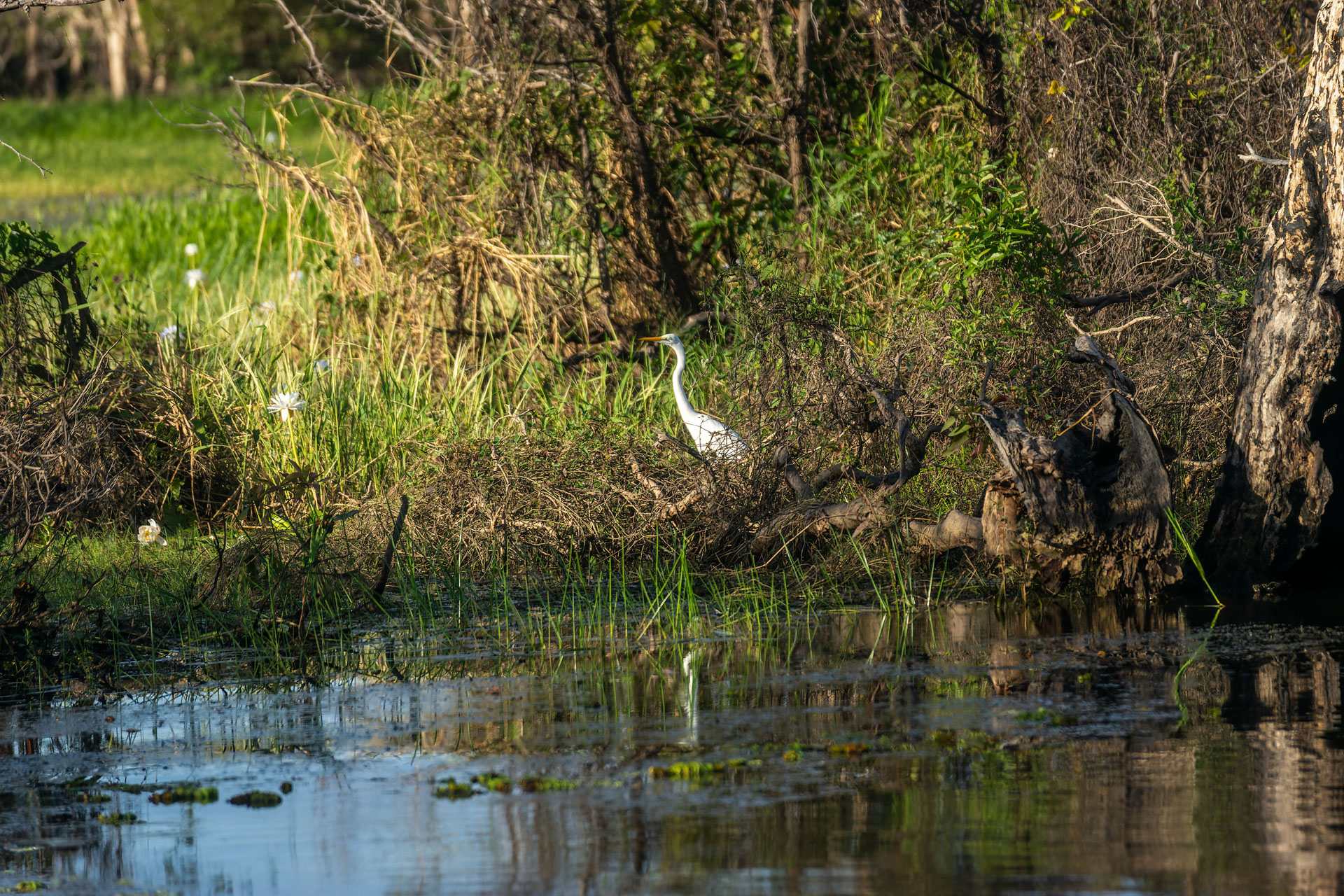 Kakadu National Park - Bootstour im Yellow Water Billabong - Silberreiher modesta